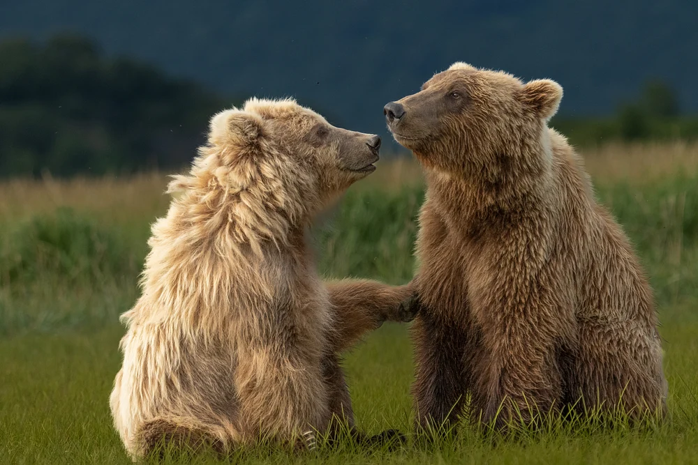 Discussing bears