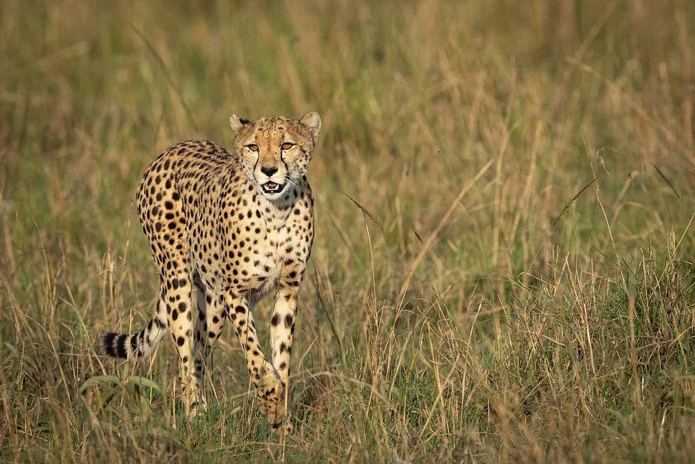 Cheetah on prowl