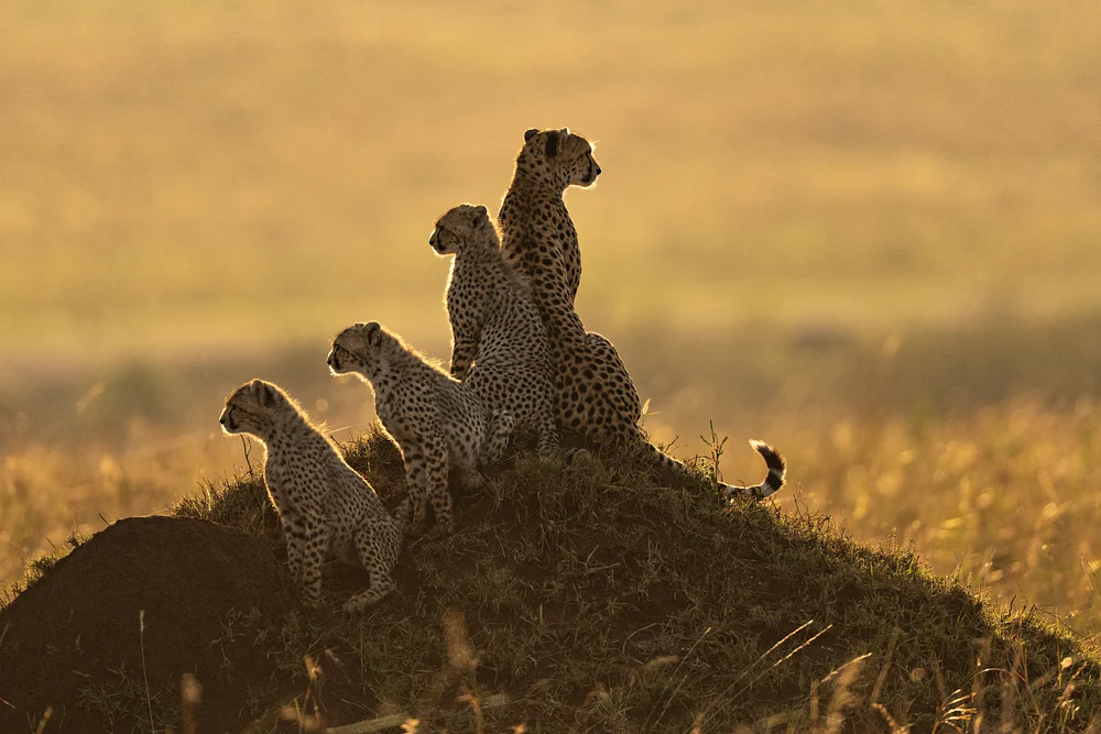 Cheetah and cubs