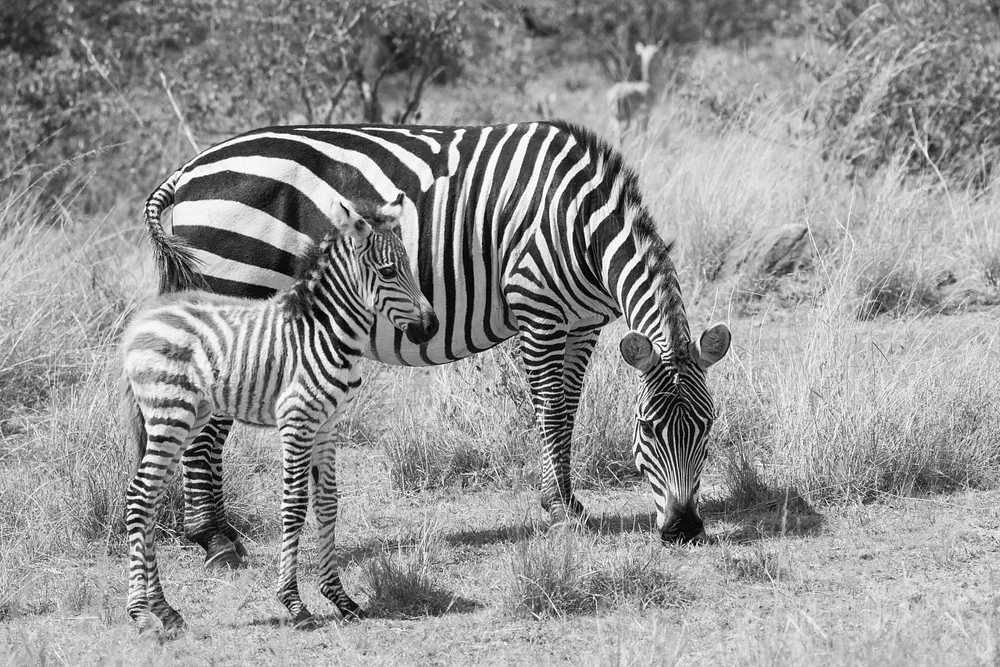 Mom and baby zebra Black and White