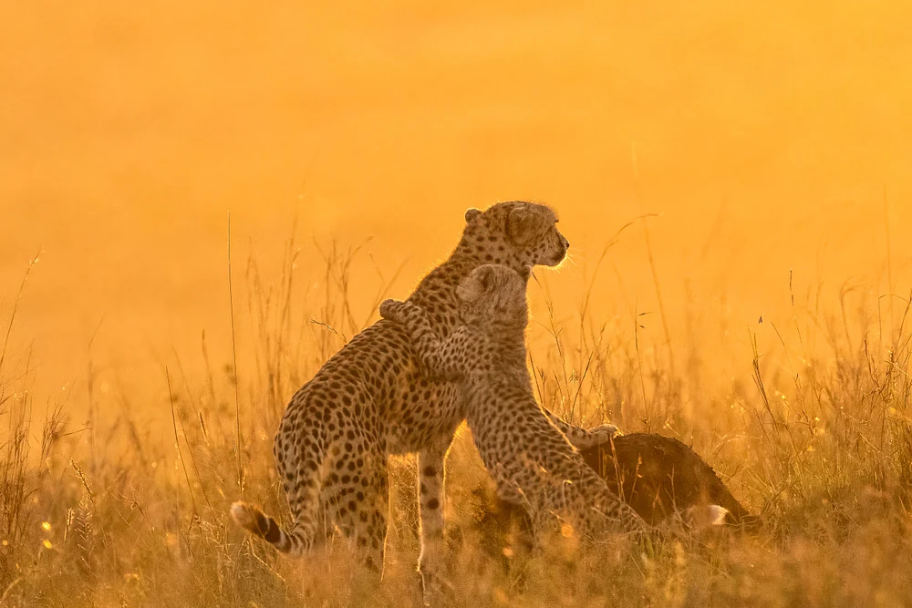 Cheetah and cub