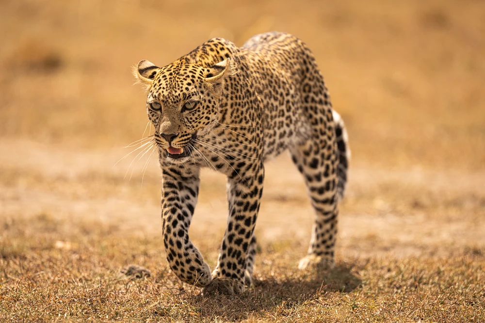 Cheetah