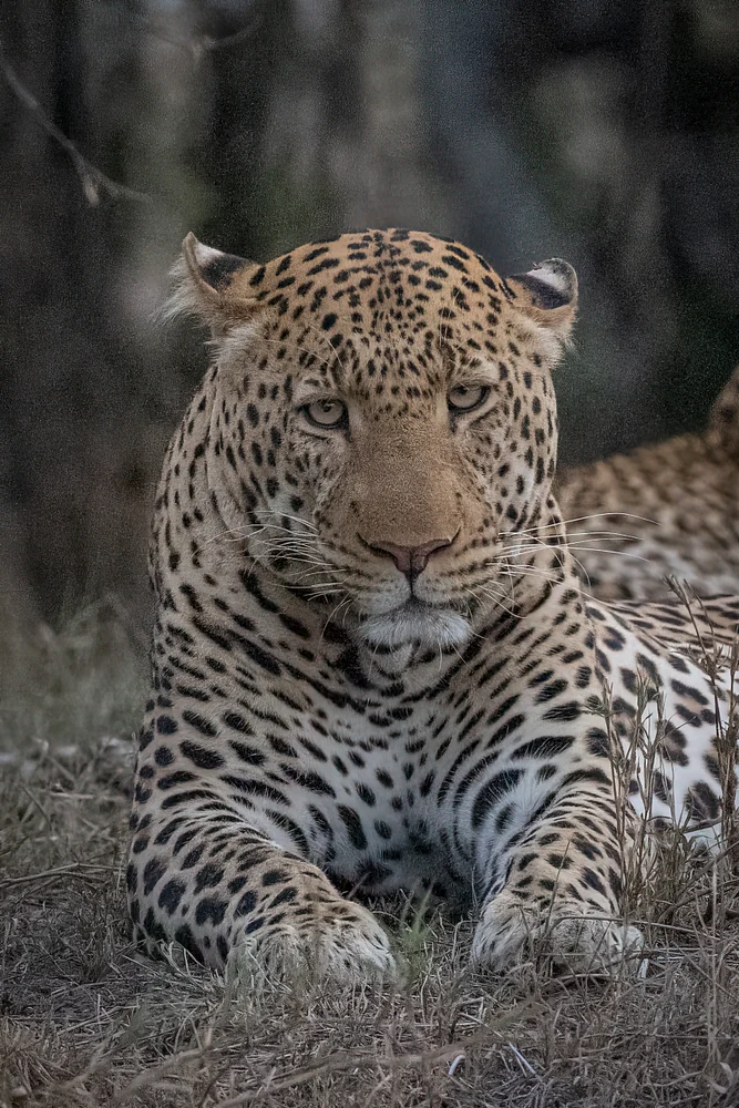 Leopard