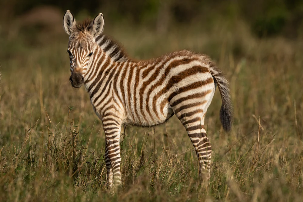 Baby zebra