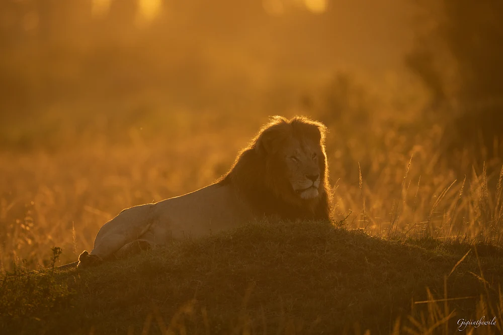 Lion at sunrise