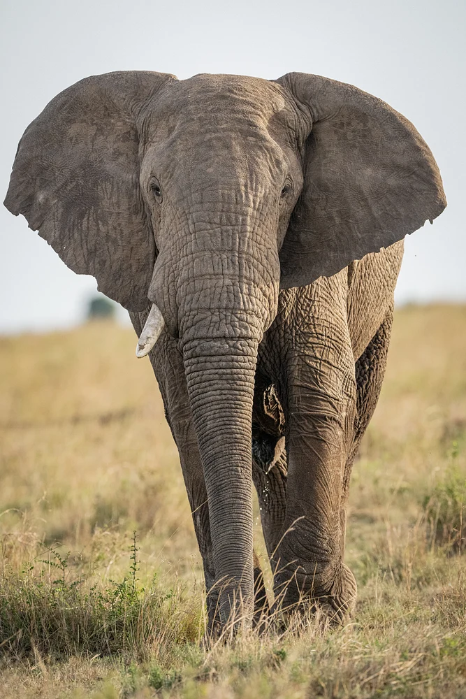 Elephant portrait