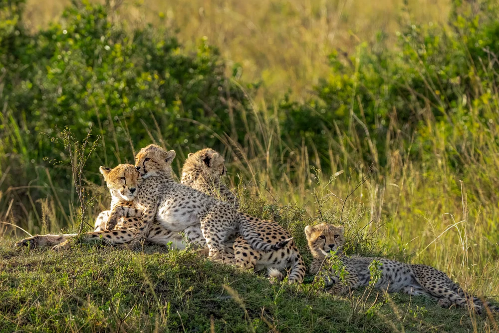 Cheetah Love