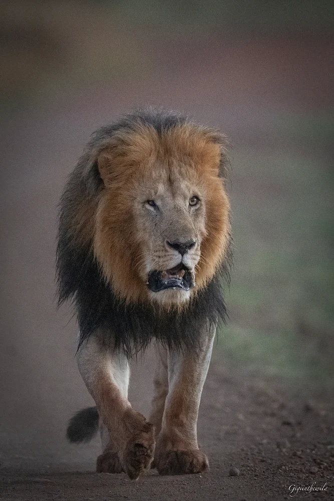 Lion on road