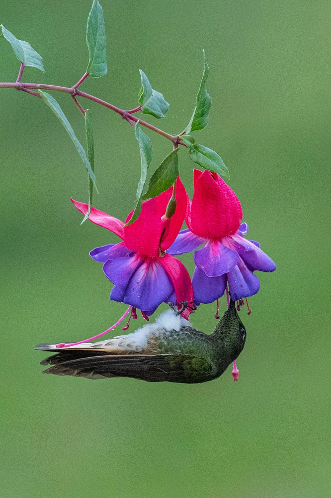 Broad tailed hummingbird