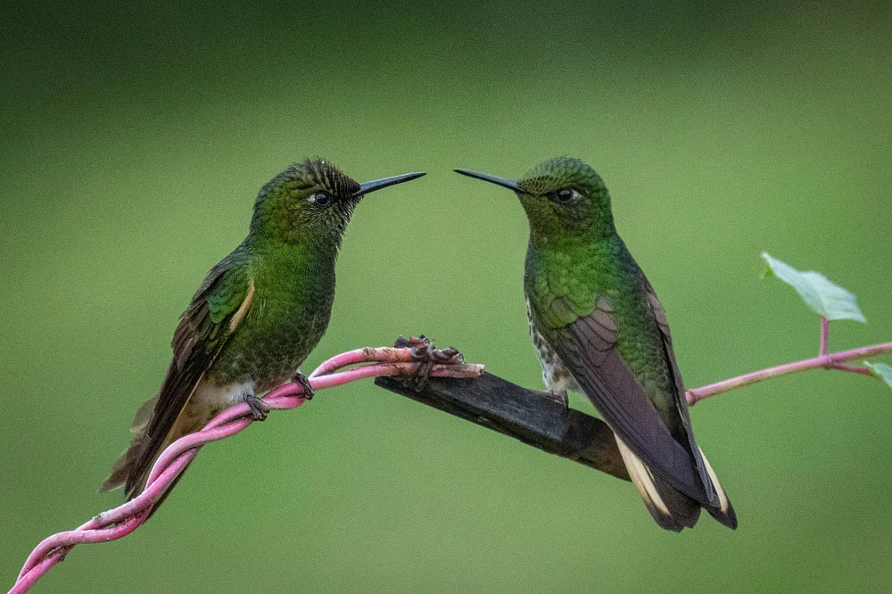 Broad tailed hummingbird 3