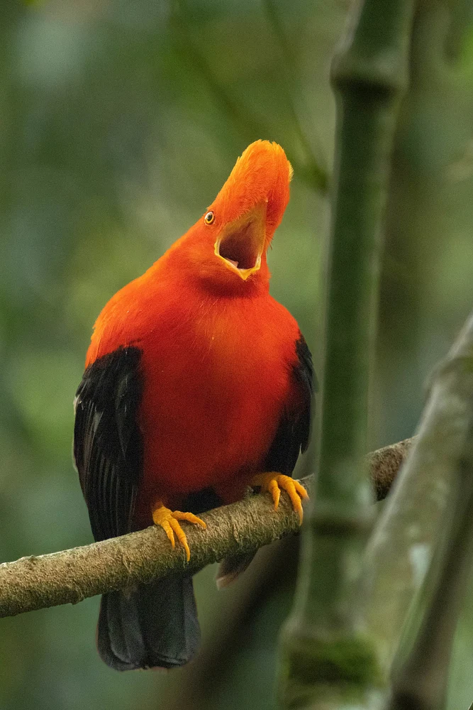 Cock of the rock singing