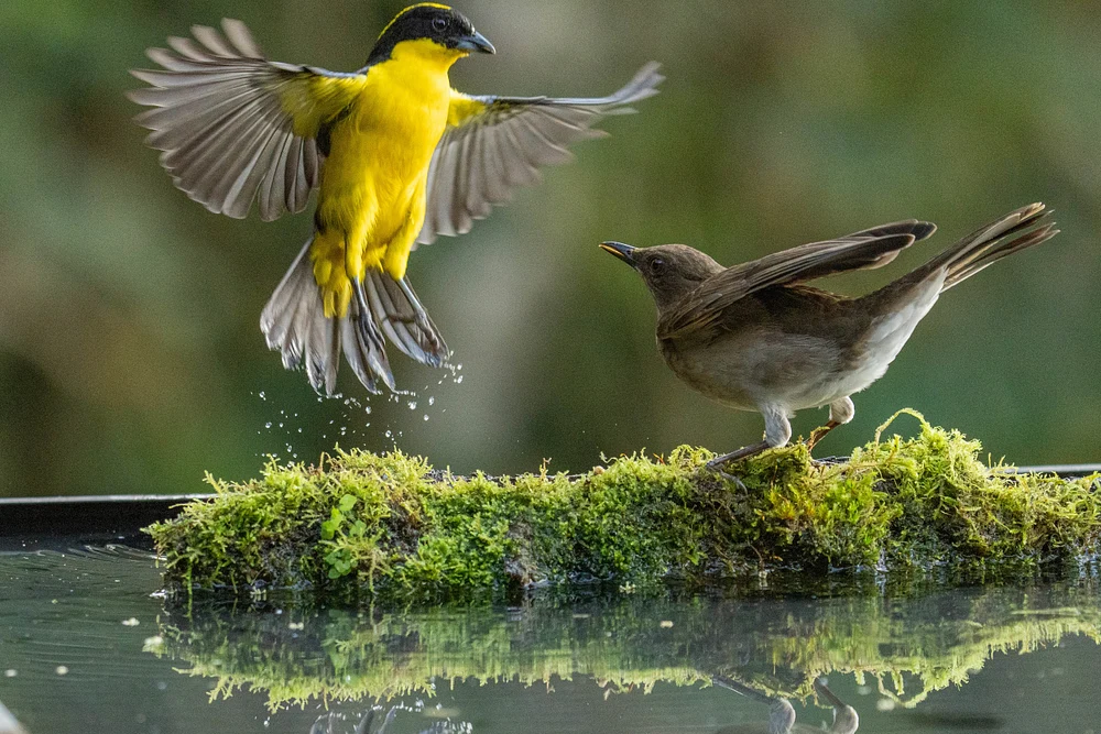 Confrontation with bird 4