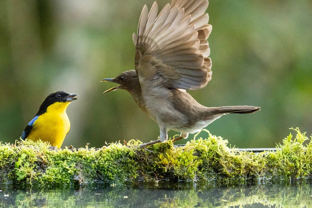 Confrontation with bird 2