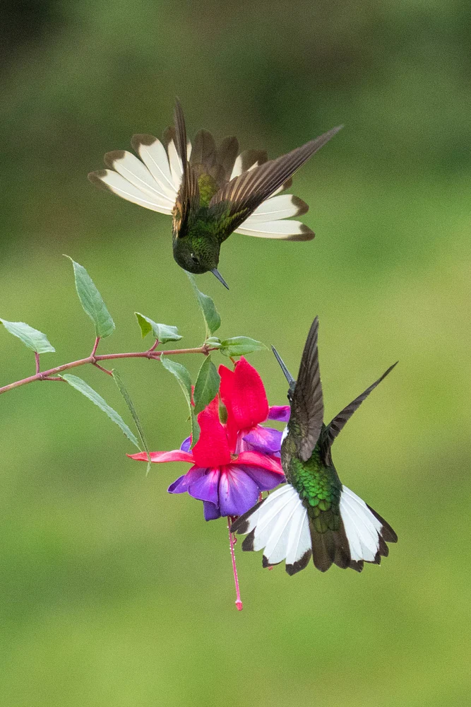 Hummingbird on flower 8