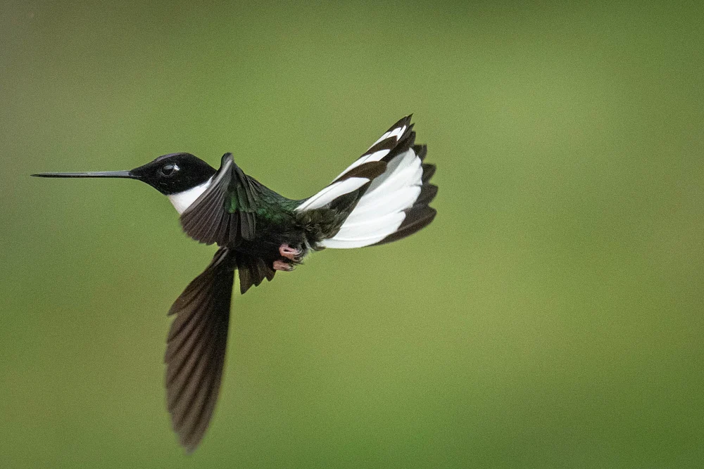 Fly hummer