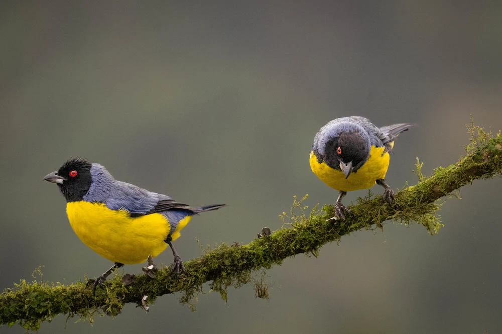 Tanager couple