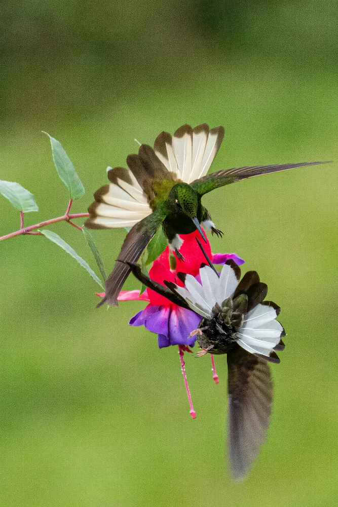 Hummingbird on flower 9