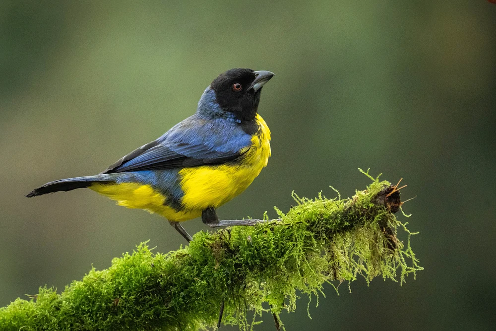 Tanager_