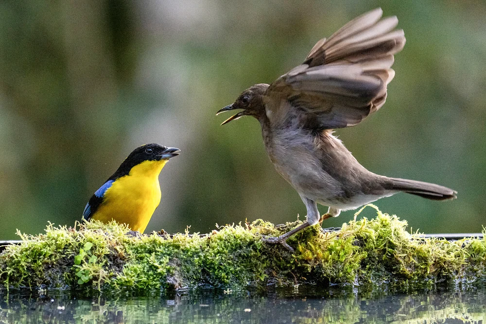Confrontation with bird