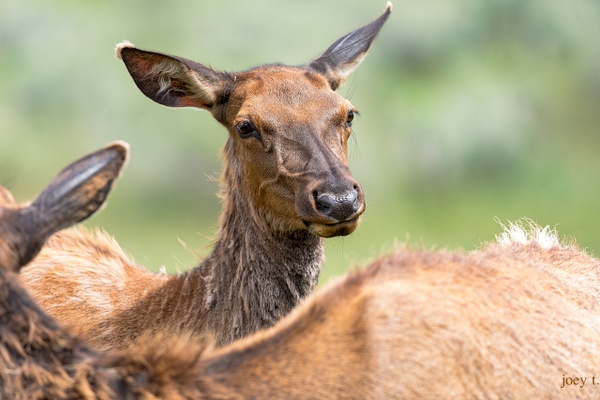 Young Elk - Montana - joeyteno photography