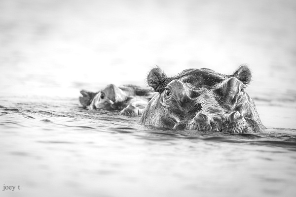 Hi Key Hippos - Botswana - joeyteno photography