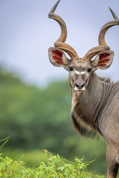 Stern Kudu - Botswana - joeyteno photography