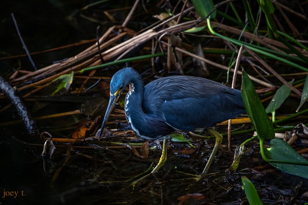 Tricolored Heron - Florida - joeyteno photography 
