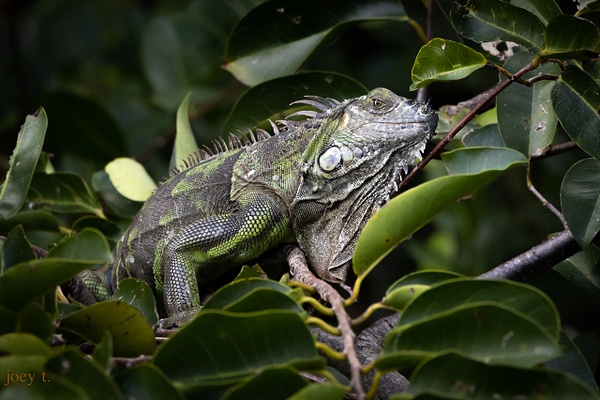 Hidden Iguana - Florida - joeyteno