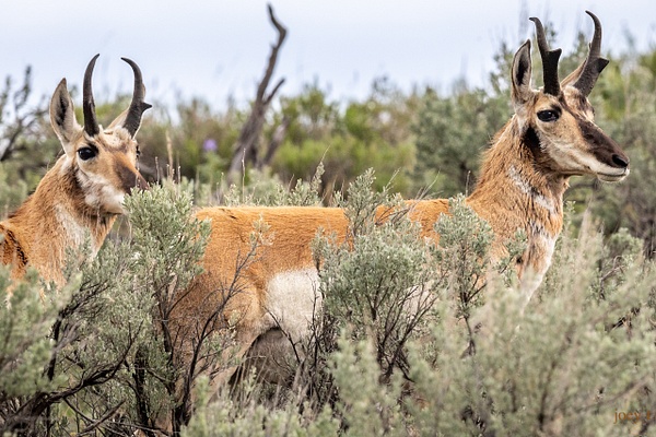 Two Antelope - Montana - joeyteno