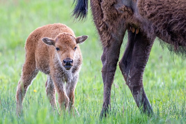 Baby Bison with Mom - Montana - joeyteno 