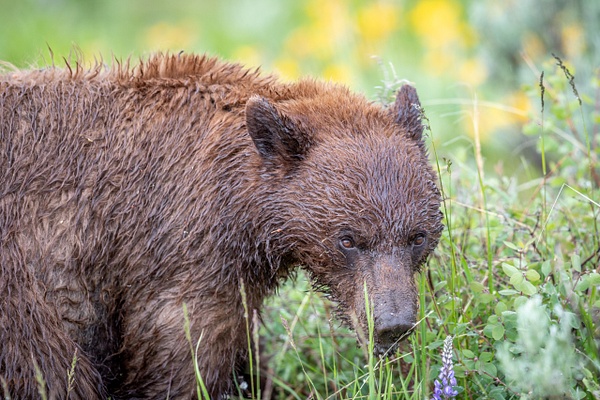 Bear in the Meadow - Montana - joeyteno 