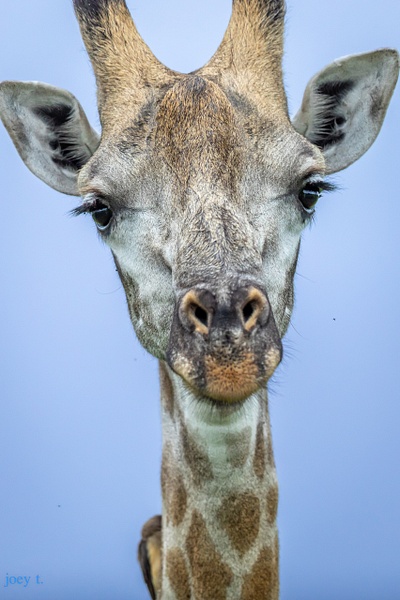 Giraffe - Botswana - joeyteno 