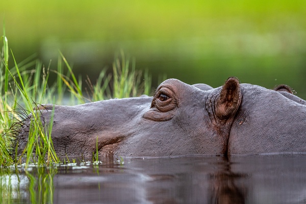 Mother Hippo - Botswana - joeyteno 