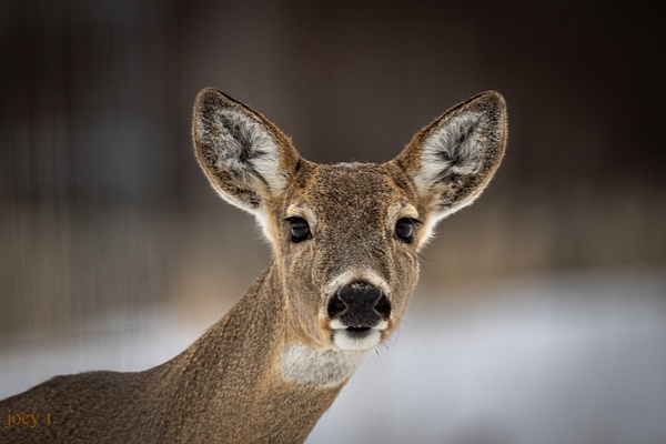 Cautious Deer - Montana - joeyteno