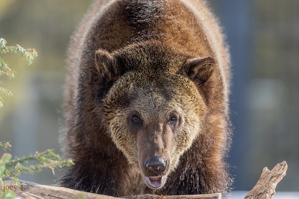 Grizzly Ctr Bear-10 - joeyteno.com