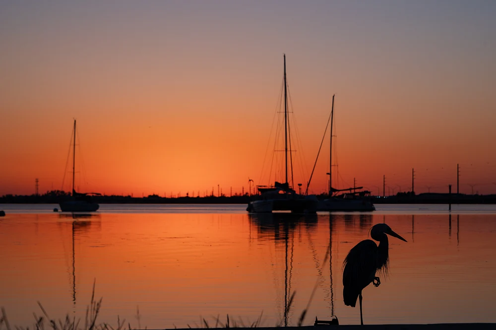 Heron at Anchor Light