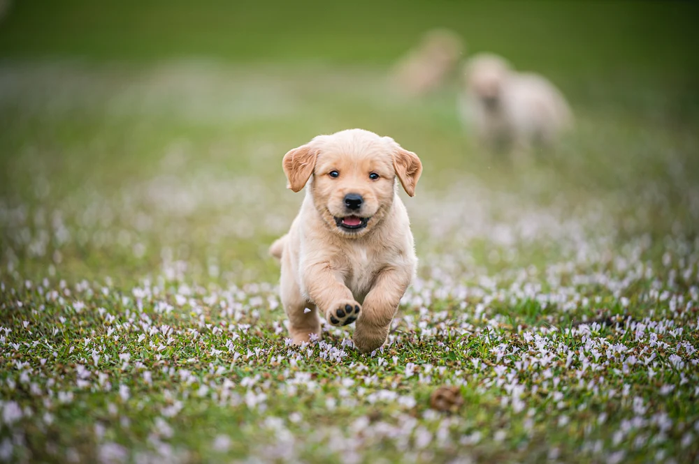 Puppies