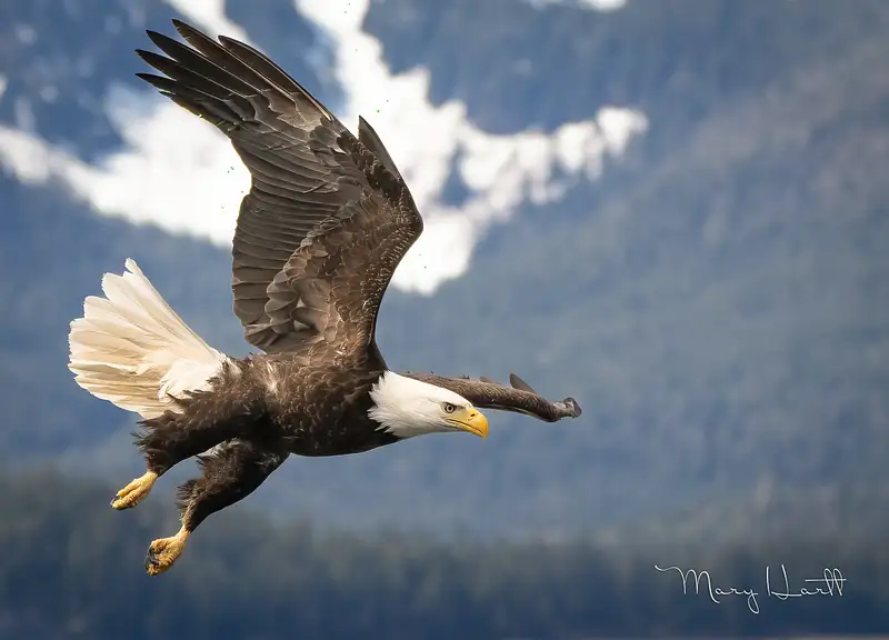 Bald Eagle Gliding