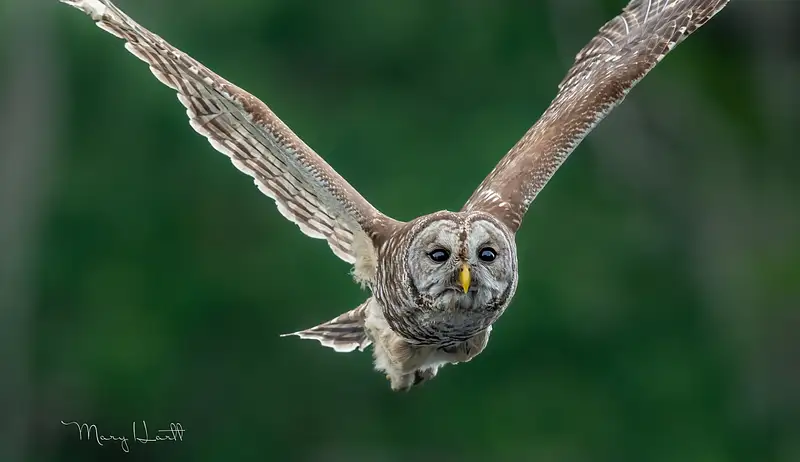 Owls Flight