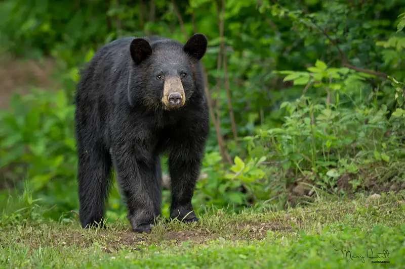 Maine Black Bear