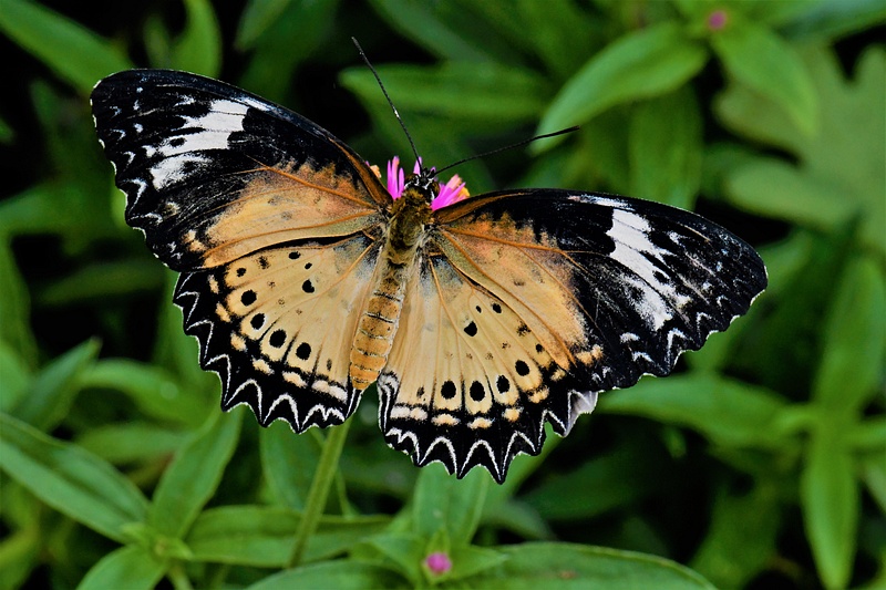 Bengal's butterfly