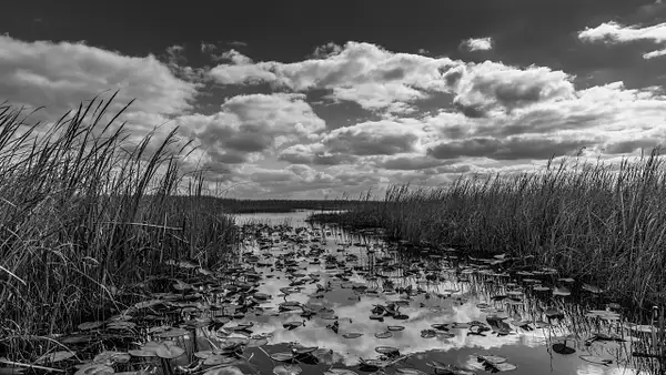 Everglades by Deb Salay