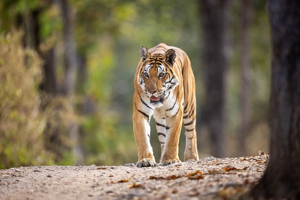 Bengal Tiger,  Kanha NP, India