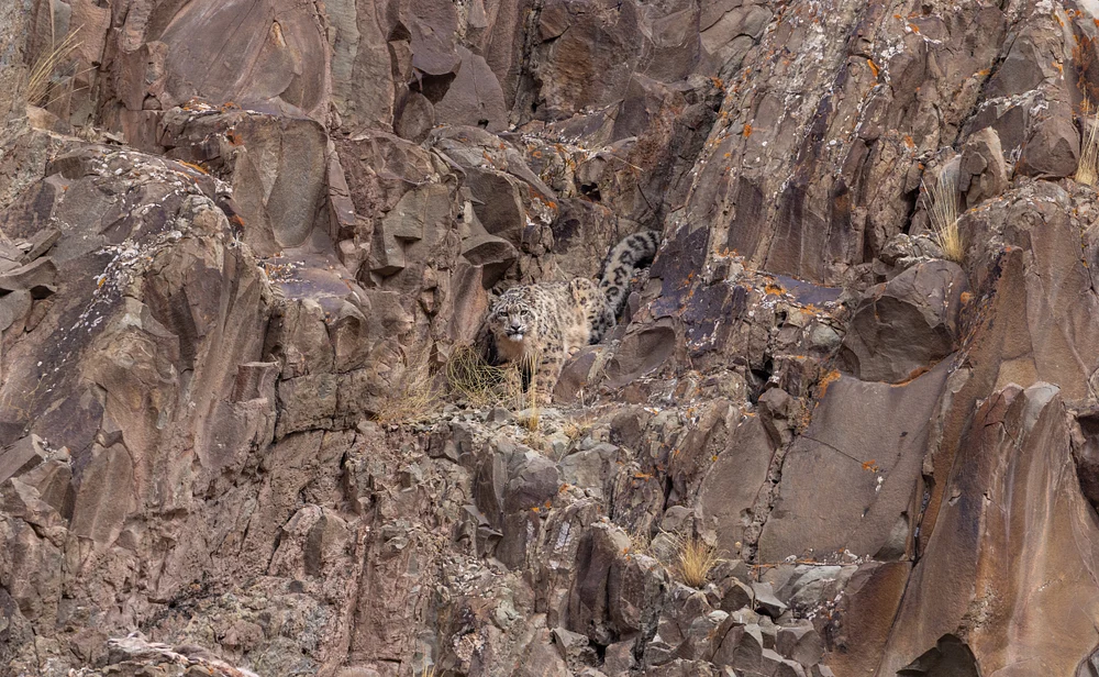 Himalayan Ghost: Snow Leopard, India