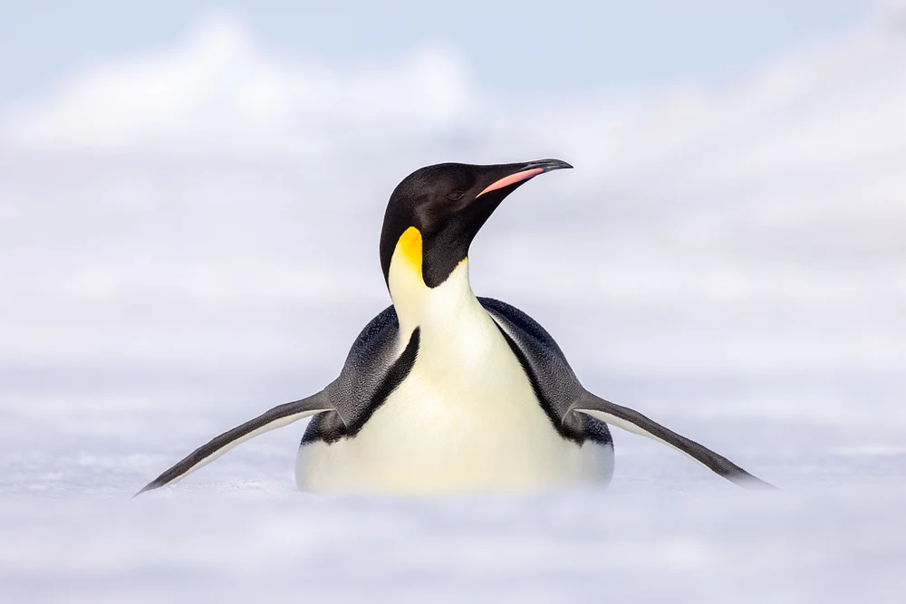 Graceful Sliding: Emperor penguin