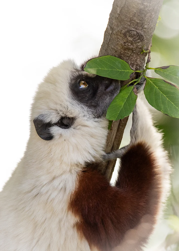 Curious Sifaka, Madagascar