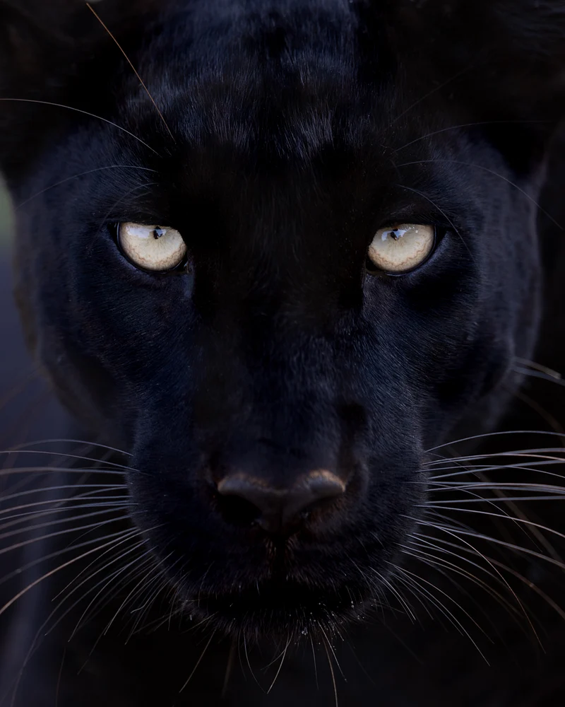 Her Majesty: Black Leopard, Kenya