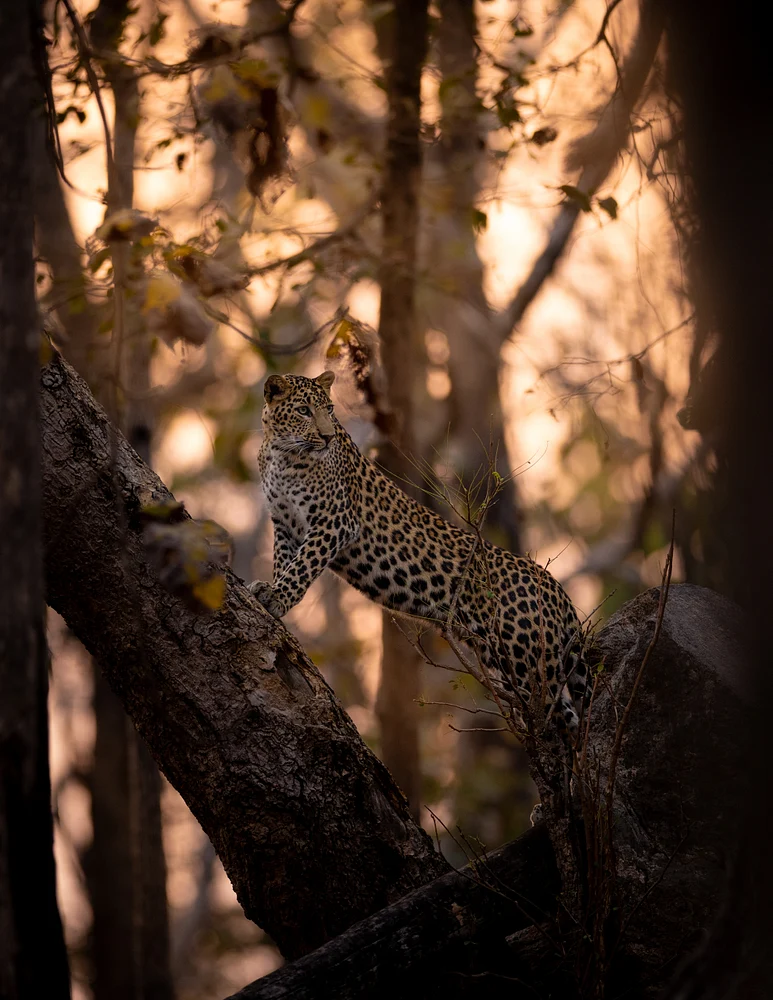 Leopard at Sunset, India