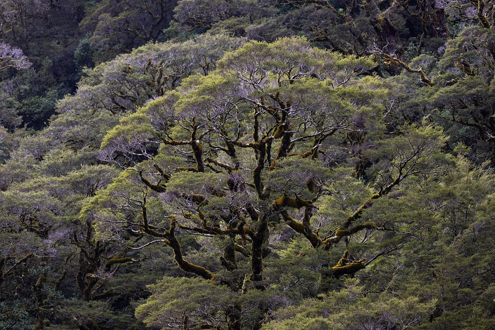 Anatomy of a Tree, New Zealand