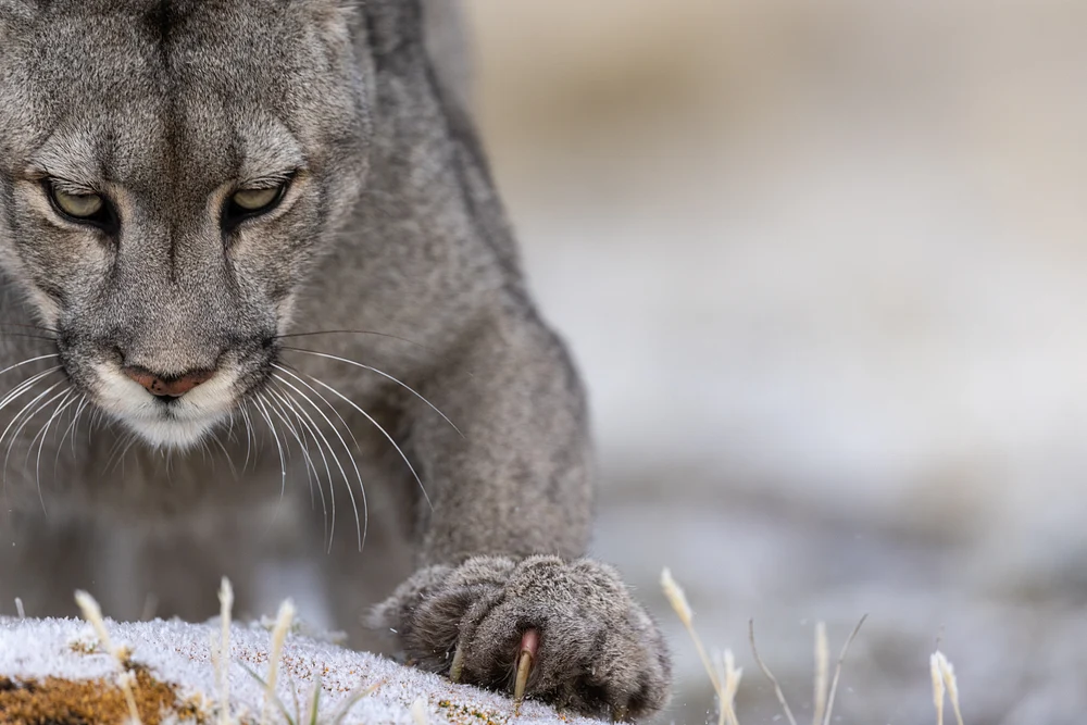 Puma sharpening its claws, Patagonia